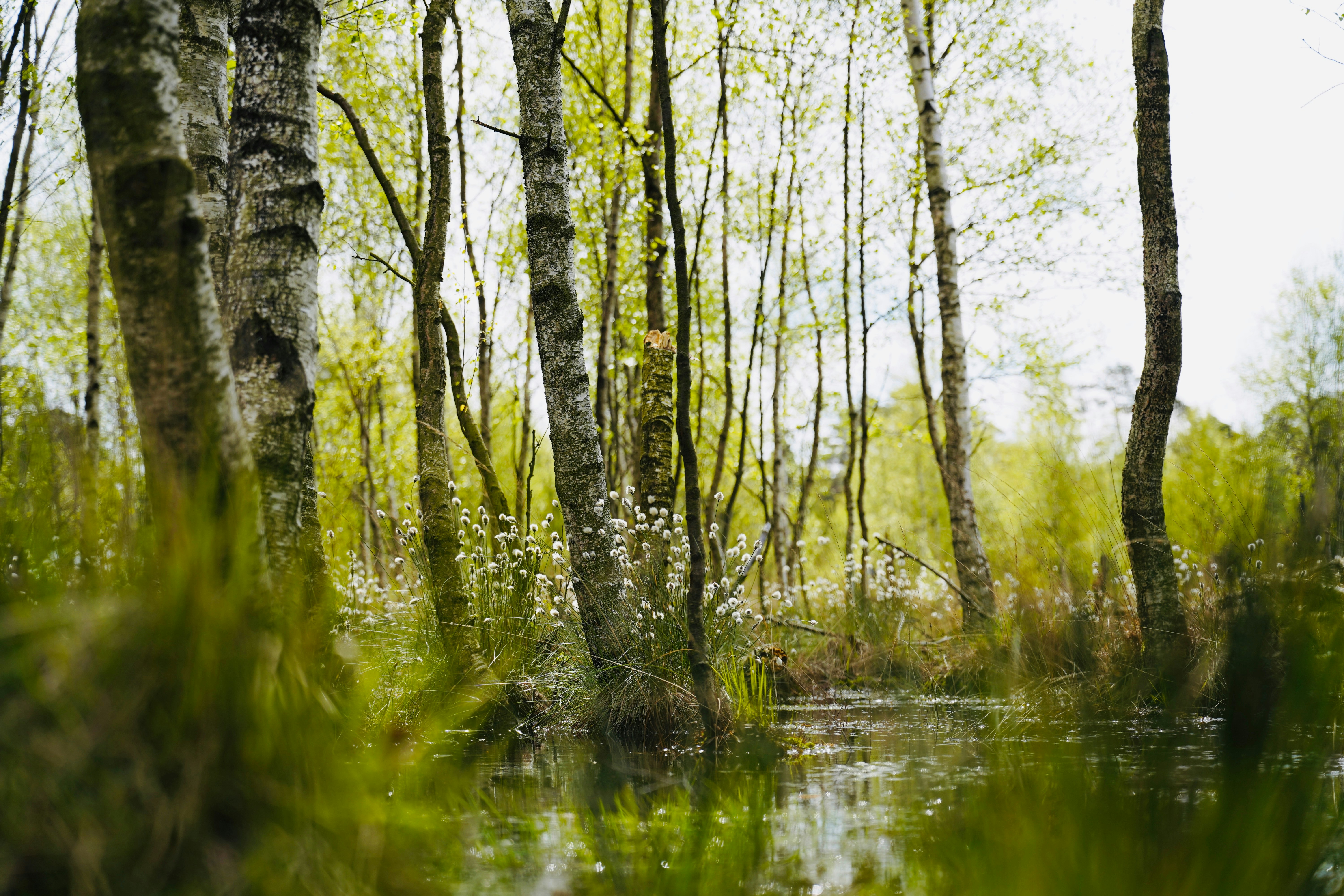 Birch forest with standing water