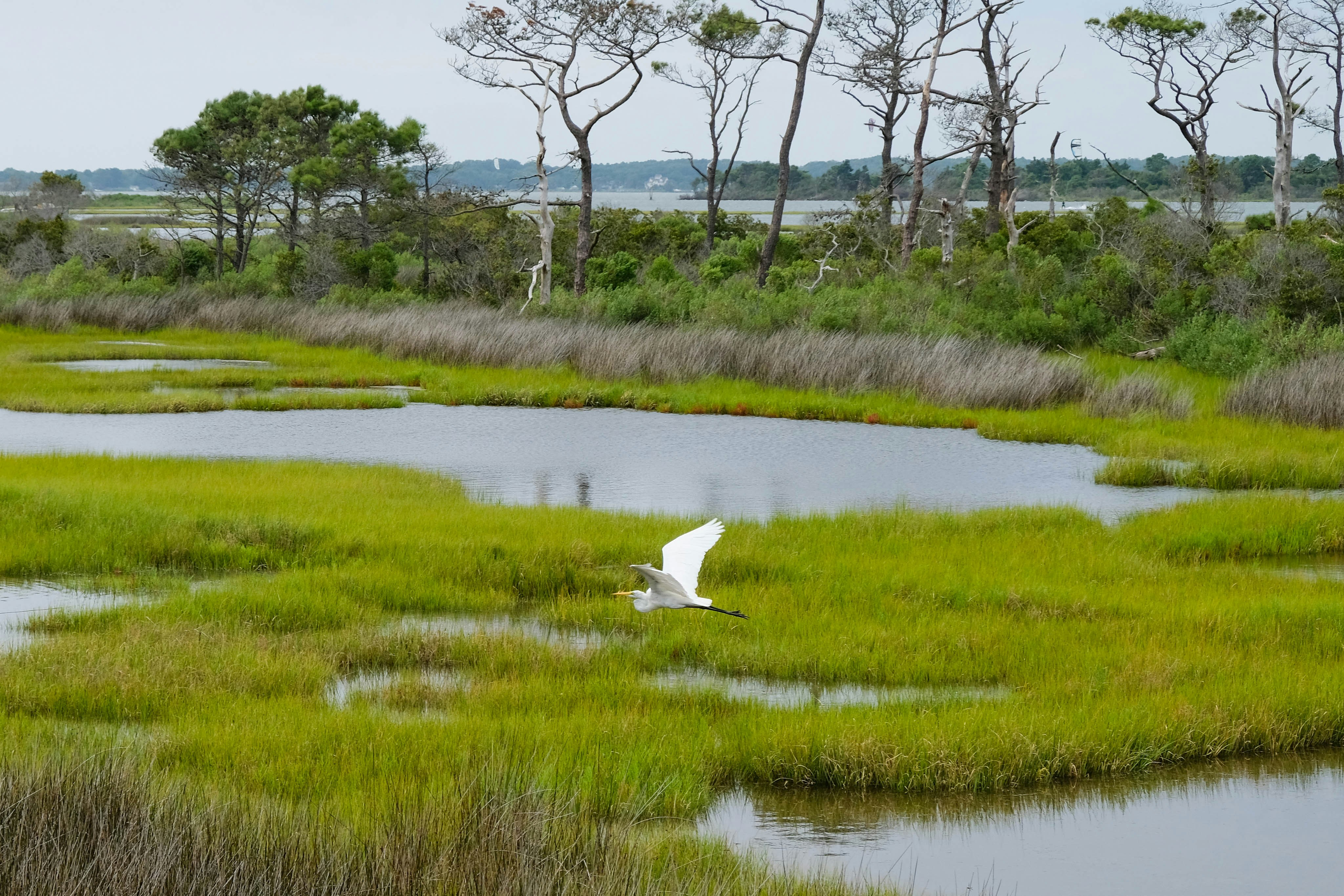 Egret flying low over a wetland