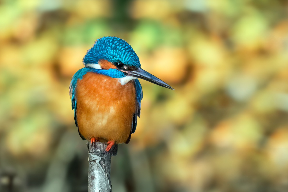 Kingfisher perched on a branch