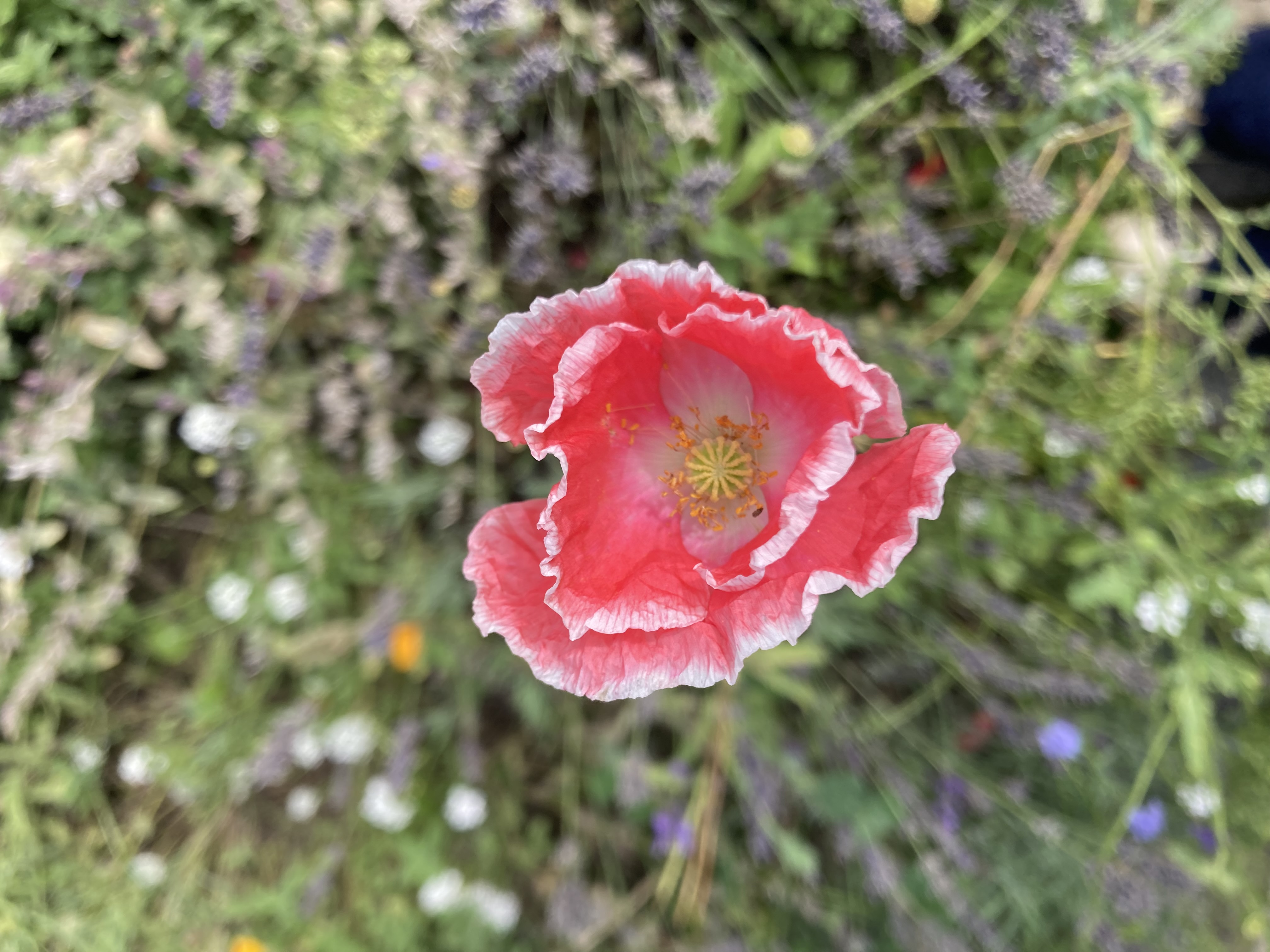 Pink poppy flower in a wildflower meadow